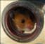 Snuffis